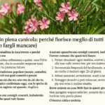 Oleandro in piena canicola: perché fiorisce meglio di tutti (e cosa non fargli mancare)