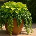 Piante ombreggianti per vaso da patio: le varietà che crescono veloci e coprono bene